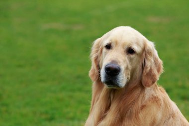 Köpek çiftleşmesi Golden Retriever