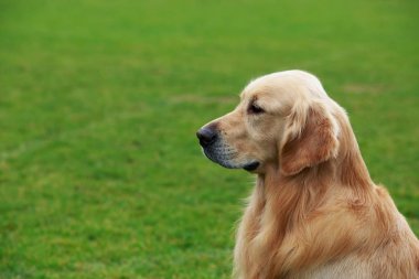 Köpek çiftleşmesi Golden Retriever