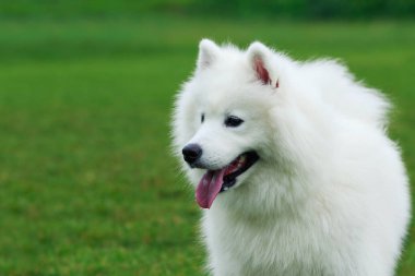 Köpek doğurmak Samoyed