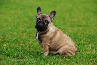 Köpek cinsi Fransız bulldog.