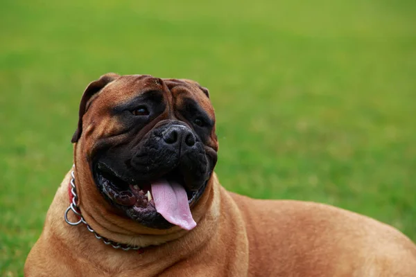 Pies rasy Bullmastiff — Zdjęcie stockowe