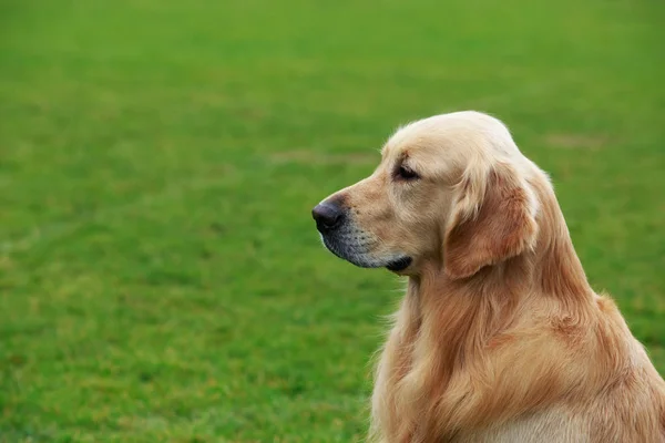 Hund ras golden retriever — Stockfoto
