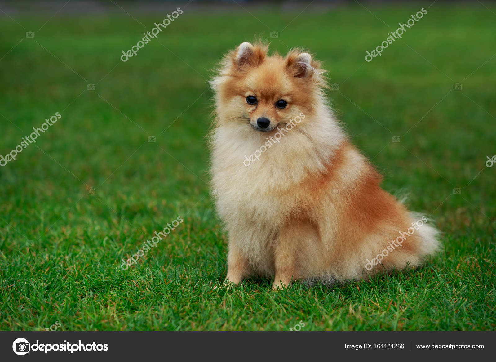 Le Spitz Pomeranian De Race De Chien Photographie Deviddo