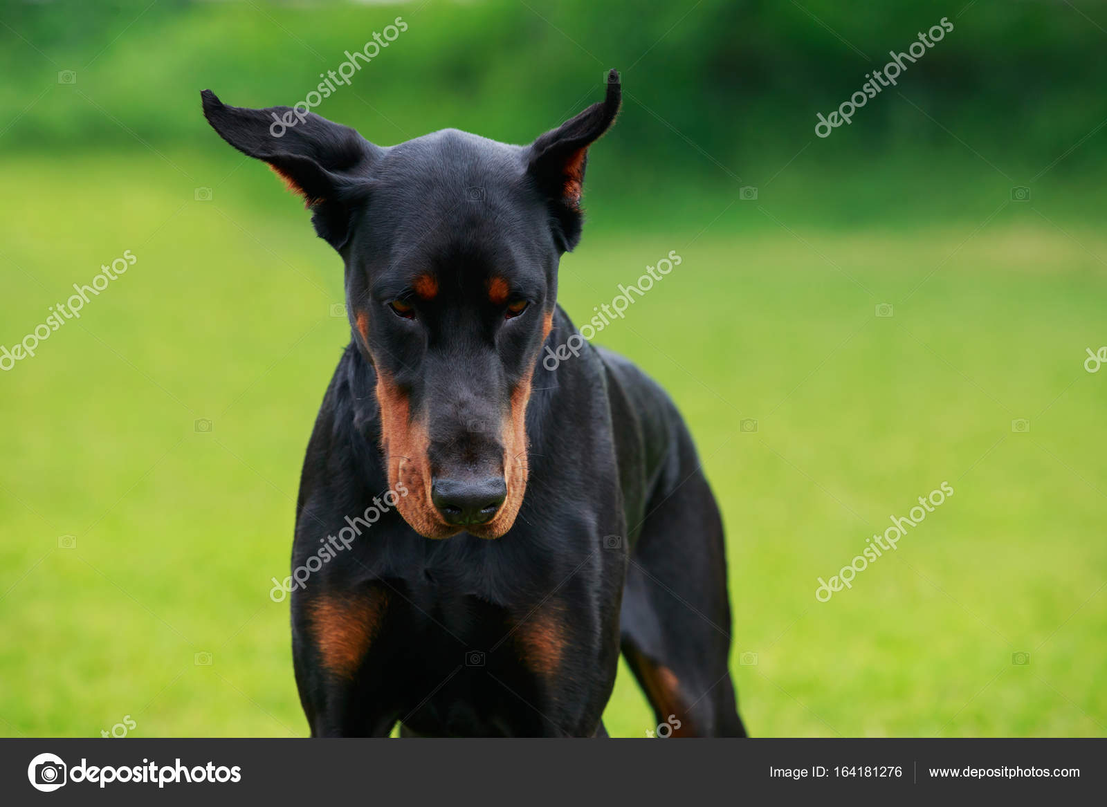 Chien De Race Dobermann Photographie Deviddo 164181276