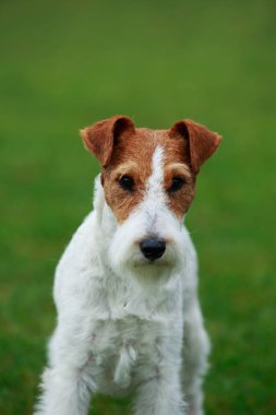 Köpek doğurmak tilki korkunç