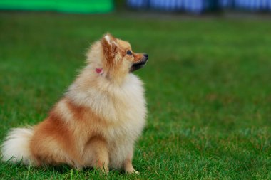 köpek doğurmak pomeranian spitz