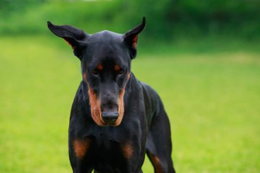 köpek doğurmak Doberman Pinscher