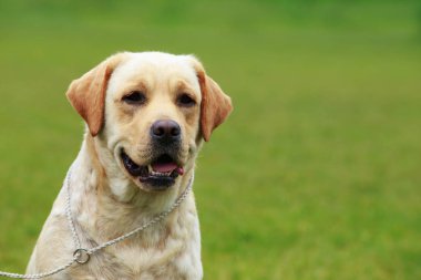 labrador köpek doğurmak