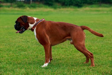 köpek doğurmak boksör