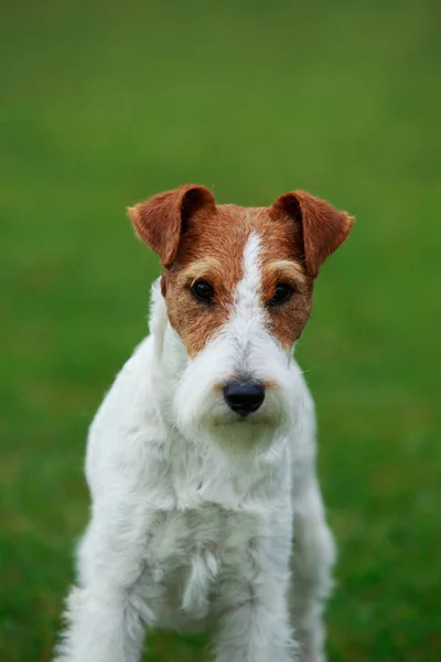 Raça cão Fox Terrier — Fotografia de Stock