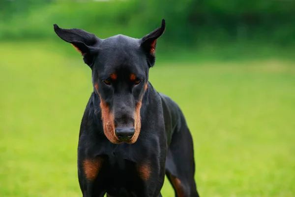 Raça cão Doberman Pinscher — Fotografia de Stock