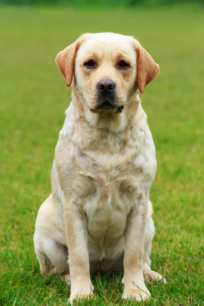 Raça cão Labrador — Fotografia de Stock