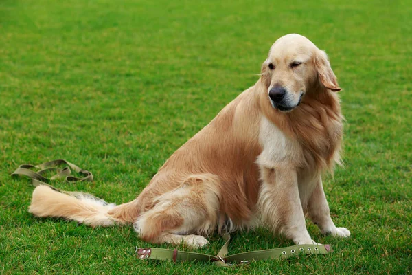 Hond ras gouden retriever — Stockfoto