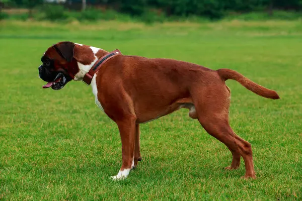 Boxeador de raza de perro —  Fotos de Stock
