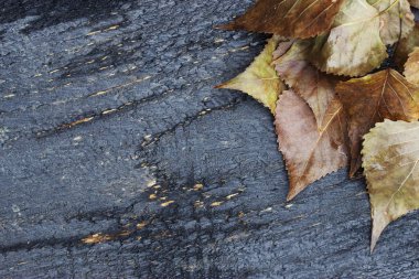 Arkaplan için ahşap doku