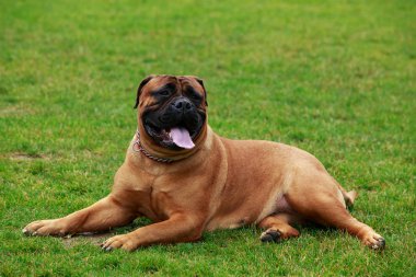 köpek doğurmak Bullmastiff