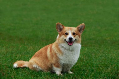 köpek doğurmak Galce corgi pembroke