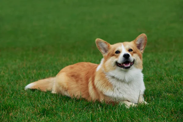 Raça de cães Galês Corgi Pembroke — Fotografia de Stock