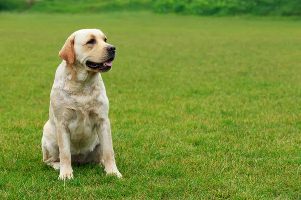 Raza de perro Labrador — Foto de Stock