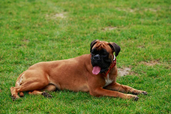 Raça cão Boxer — Fotografia de Stock