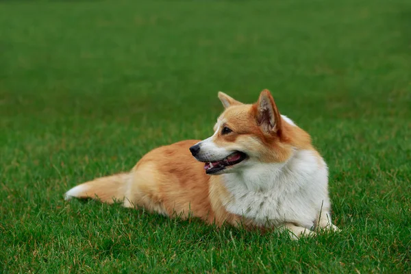 犬の品種のウェルシュ ・ コーギー ・ ペンブローク — ストック写真