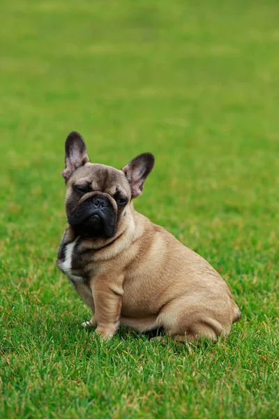 Perro raza francés bulldog —  Fotos de Stock