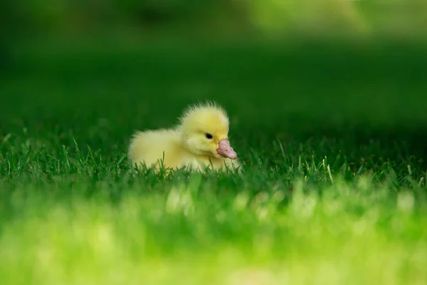 Pequeño patito amarillo — Foto de Stock