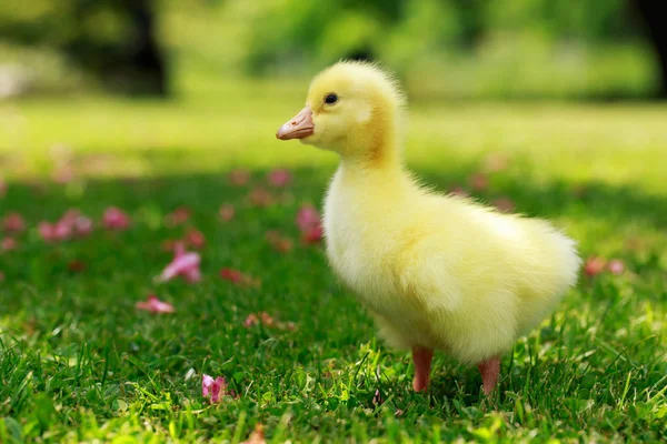 Küçük sarı ördek yavrusu — Stok fotoğraf