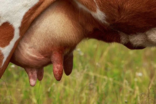Вымя коровы — стоковое фото