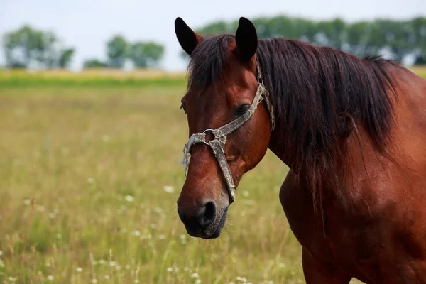 The brown horse Stock Picture