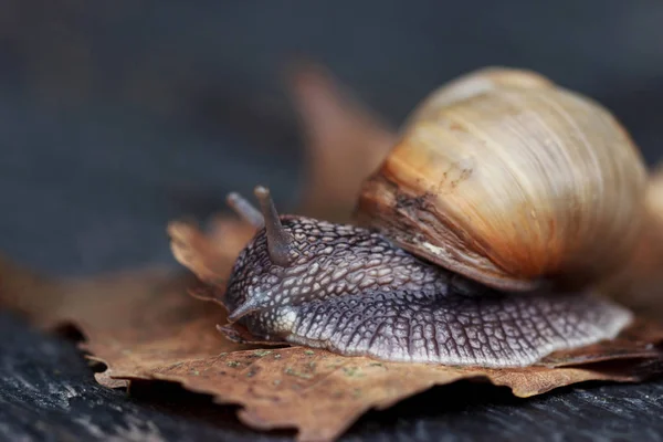 Snail in the garden — Stock Photo, Image