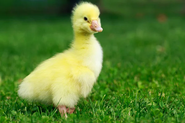 Küçük sarı ördek yavrusu — Stok fotoğraf