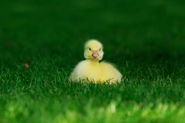 Pequeño patito amarillo — Foto de Stock