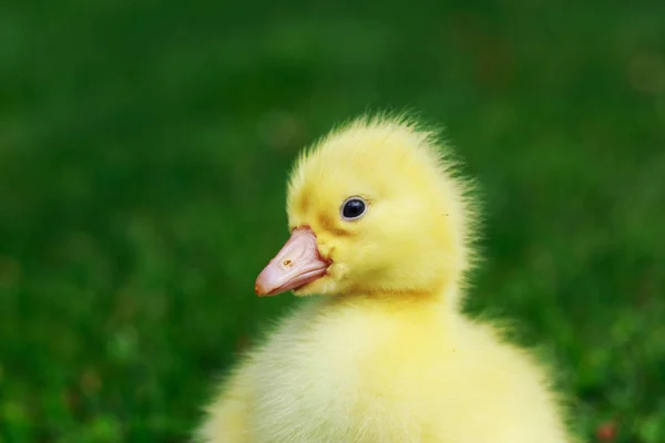 Pato amarelo pequeno — Fotografia de Stock