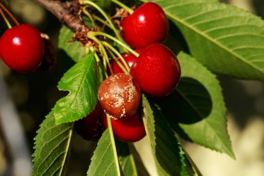 çürüyen kiraz kalıp