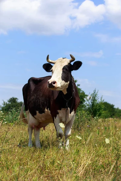 La vache tachetée — Photo