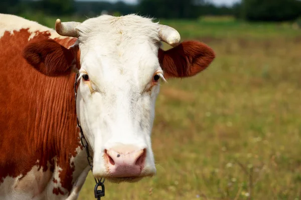 La vache tachetée — Photo