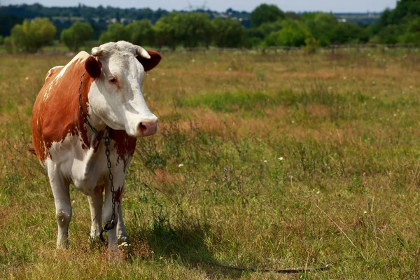 La vaca manchada —  Fotos de Stock