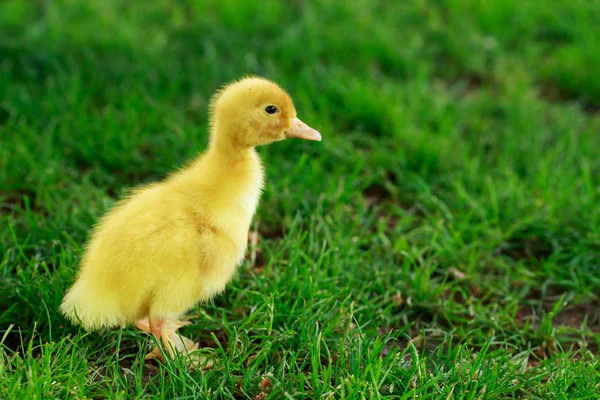 Pato amarelo pequeno — Fotografia de Stock