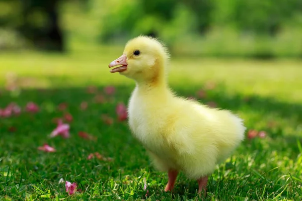 Küçük sarı ördek yavrusu — Stok fotoğraf