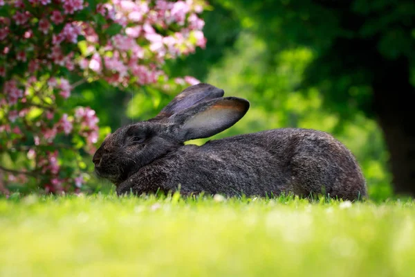 Das graue Kaninchen — Stockfoto