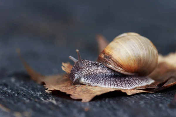 Snail in the garden — Stock Photo, Image