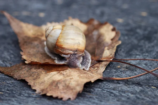 Snail in the garden — Stock Photo, Image