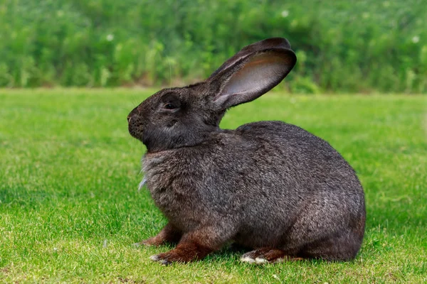 The gray rabbit — Stock Photo, Image
