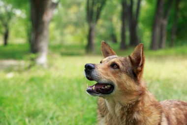 bir çim üzerinde köpek