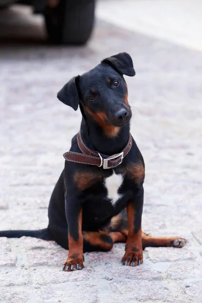 Köpek doğurmak Alman yaggter korkunç