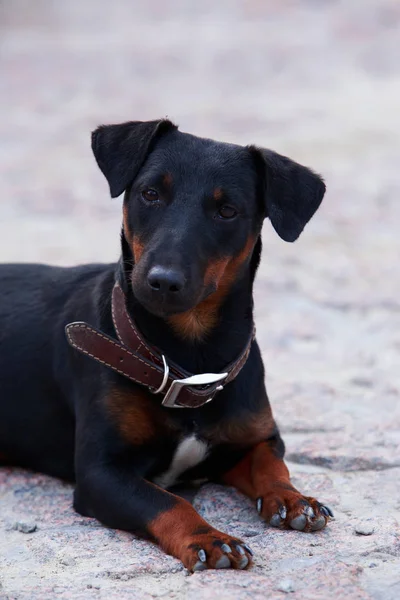 Raça cão alemão yaggter terrier — Fotografia de Stock
