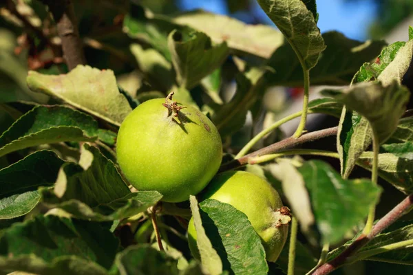 Manzanas en una rama — Foto de Stock