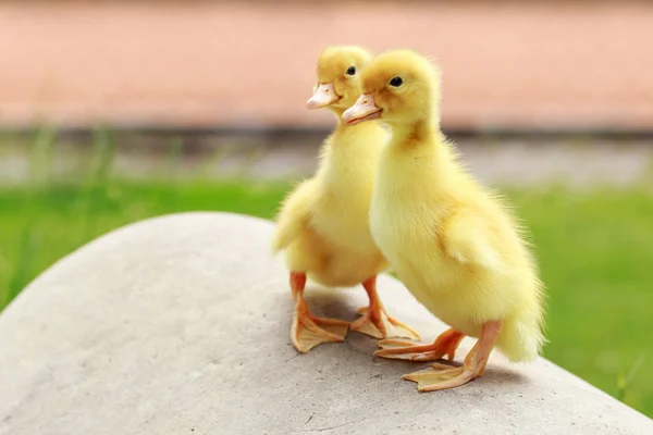 Pequeños patitos amarillos — Foto de Stock