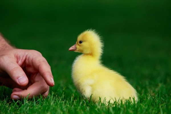 Küçük sarı ördek yavrusu — Stok fotoğraf